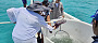 Geo-Science Director, Kabure Yeeting, releases milkfish into the sea.